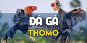 Đá gà trực tiếp Thomo là gì?